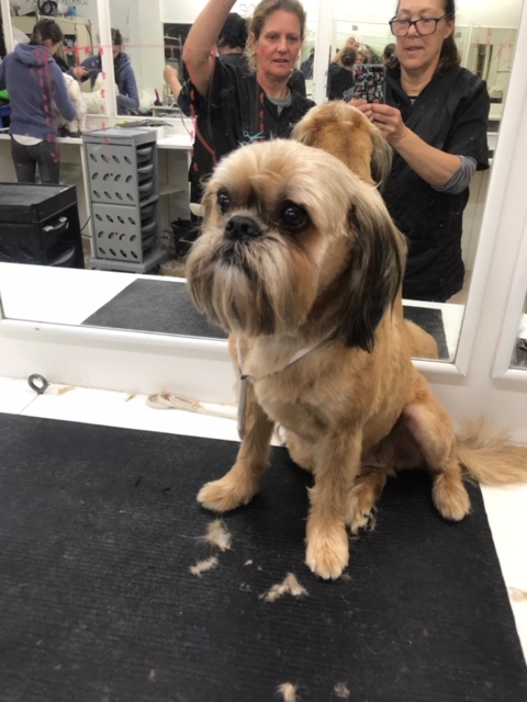 Dog Worx Professional Dog Grooming Services in the Bay of Islands. Safe and stress-free environment for your dog. All breeds and sizes groomed.